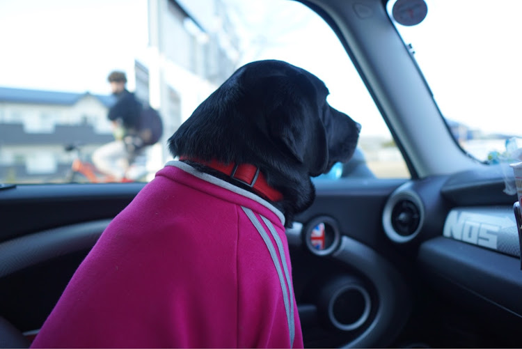 ミニ クラブマンのミニの日ドライブ・河津桜撮影・浜名湖ドライブ・愛犬と一緒に・添加剤注入に関するカスタム事例の投稿画像5枚目