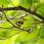 Scarlet Minivet -female 赤紅山椒鳥