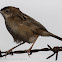 Zitting Cisticola