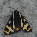 Wood Tiger Moth