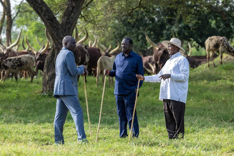 President William Ruto, ODM leader Raila Odinga and Uganda President Yoweri Museveni at Museveni's Kisozi country home in Uganda.