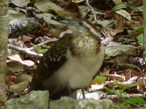 Pheasant Cuckoo