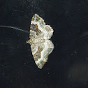 Epirrhoe alternata (MÜLLER, 1764)