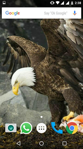 Bald Eagle HD Wallpaper