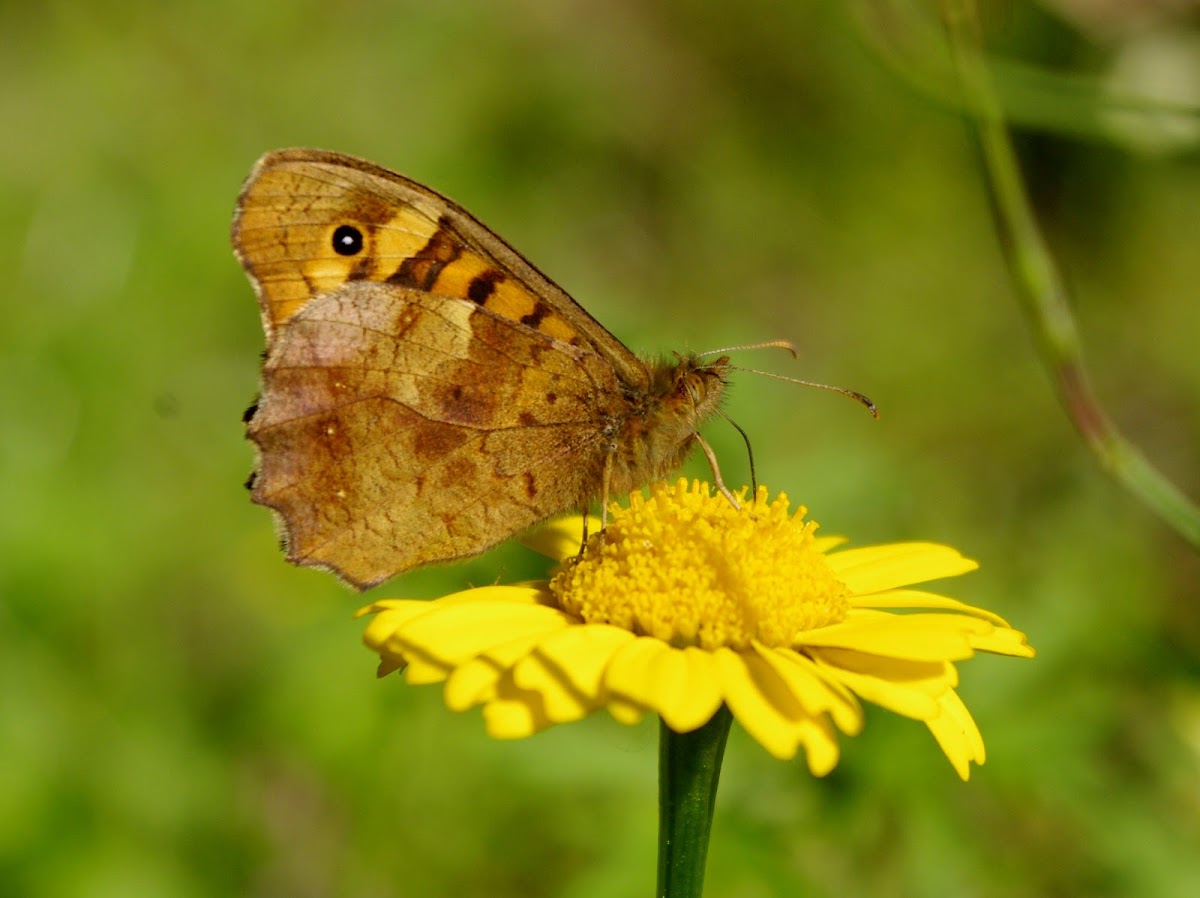 Speckled Wood