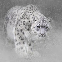 Snow Leopard Hd Wallpaper