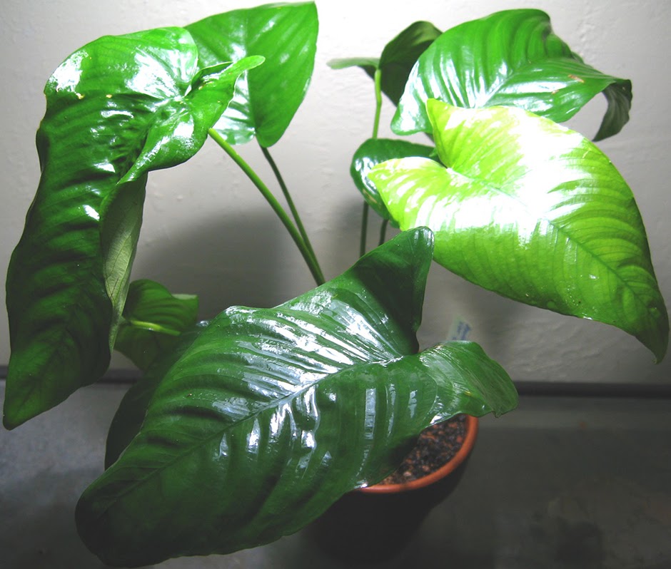 Анубиас каладиелистный (Anubias barteri var. caladiifolia)