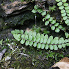 Maidenhair spleenwort