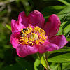 European peony