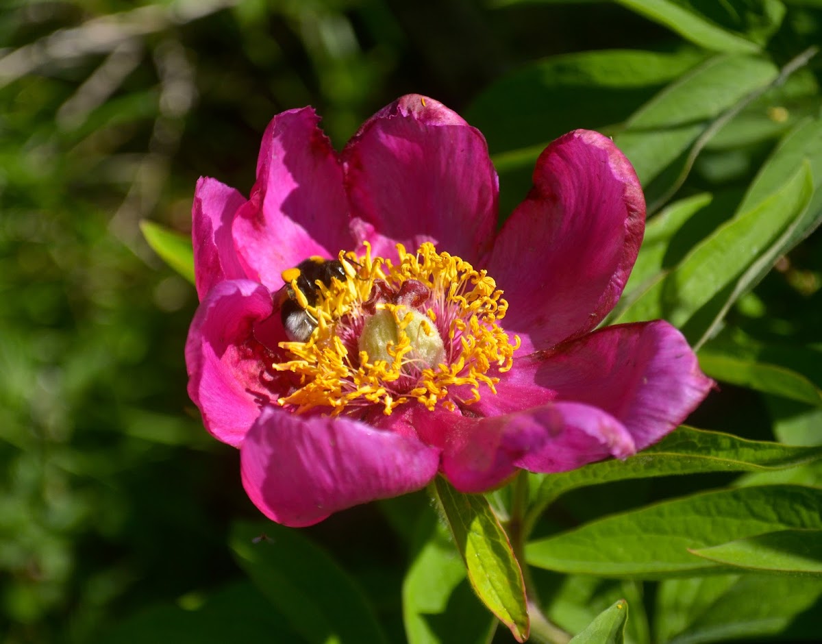 European peony