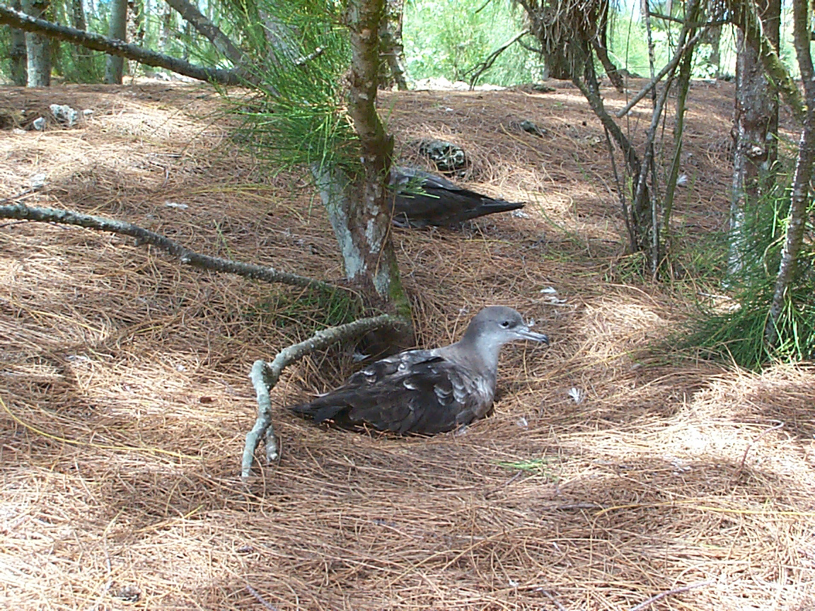 unidentified seabirds