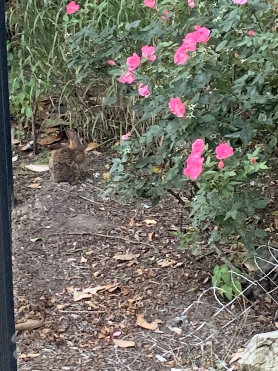 Eastern Cottontail