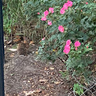 Eastern Cottontail