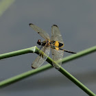 Yellow-striped Flutterer