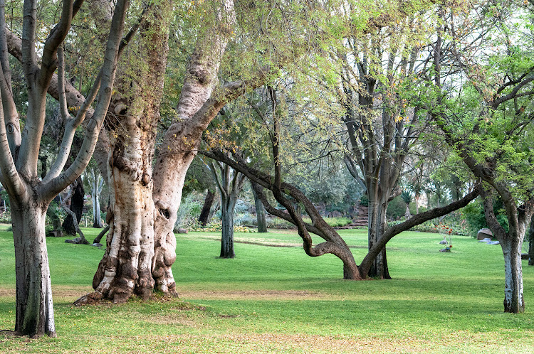 Mature trees create the potential for a woodland garden.