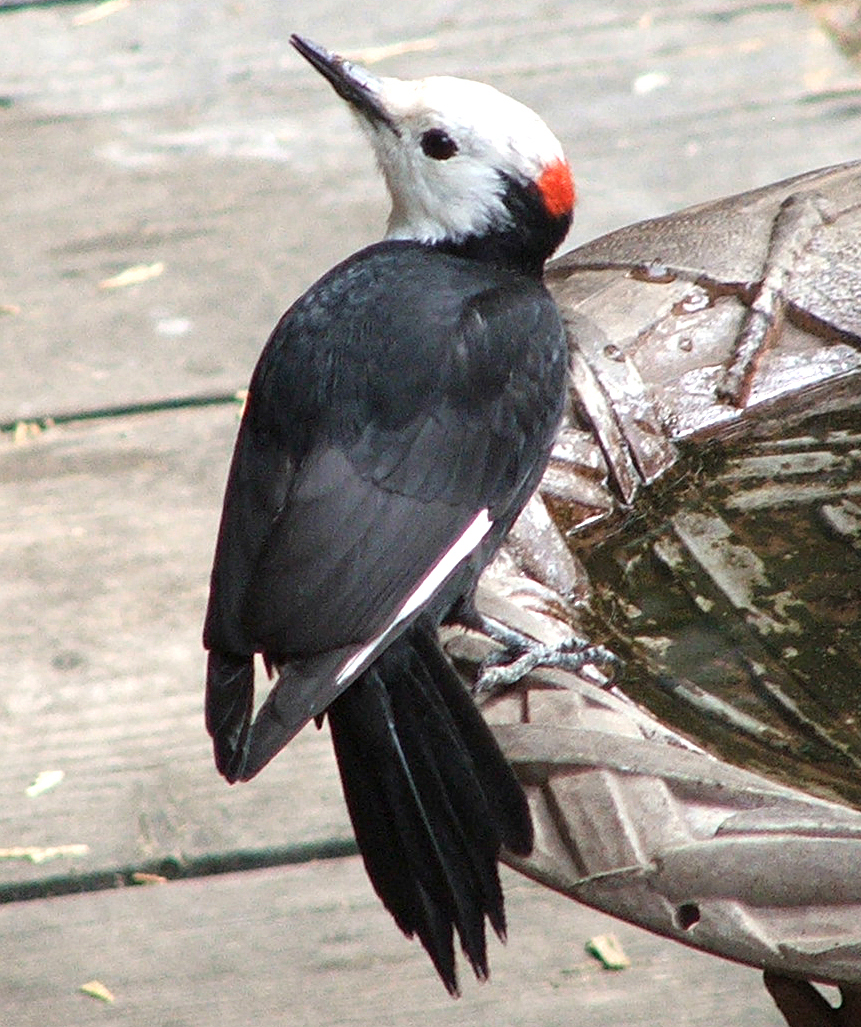 White-headed Woodpecker