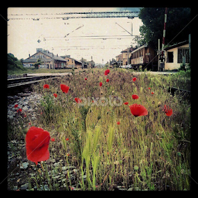 Growing up in bad neighborhood by Mirna Abaffy - Instagram & Mobile Instagram