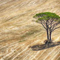 terre di toscana di 