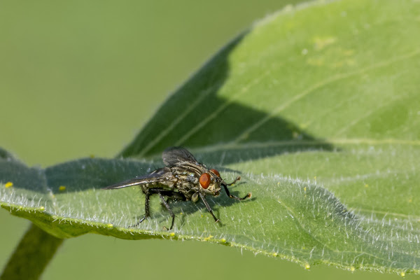 Mosca di Nefti-Monica