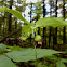 Indian Cucumber-root