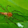 Burmese Lynx Spider