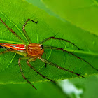 Burmese Lynx Spider