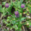 Field Milkwort