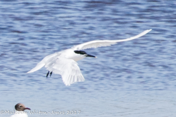 Sandwich Tern; Charrín Patinegro