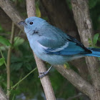 Blue-gray Tanager