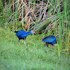 Grey-headed (Purple) Swamphen