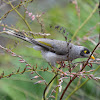 Noisy miner