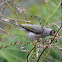 Noisy miner