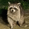 North American raccoon