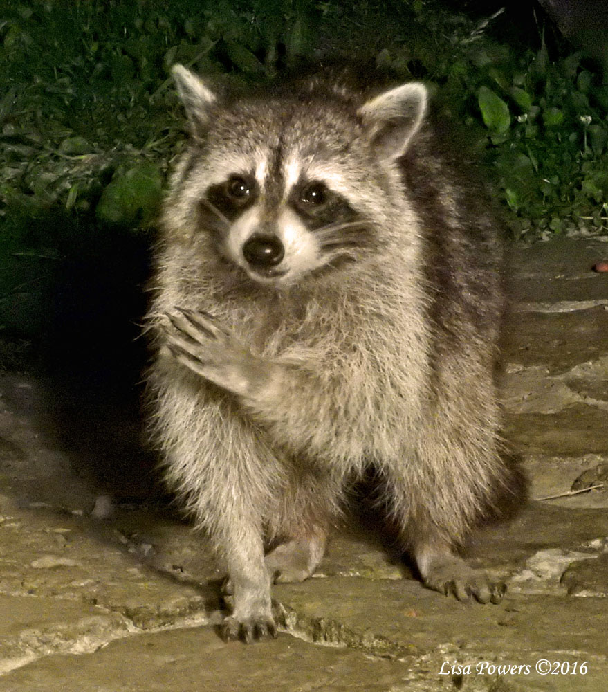 North American raccoon