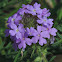 Prairie Verbena