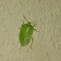 Southern Green Stinkbug