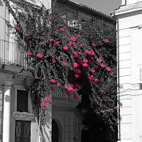 Bougainvillea di 