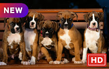 Boxer Dog HD Wallpapers Pet Series Hot small promo image