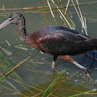 Morito común (Glossy ibis)