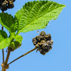 Wild - sage berries