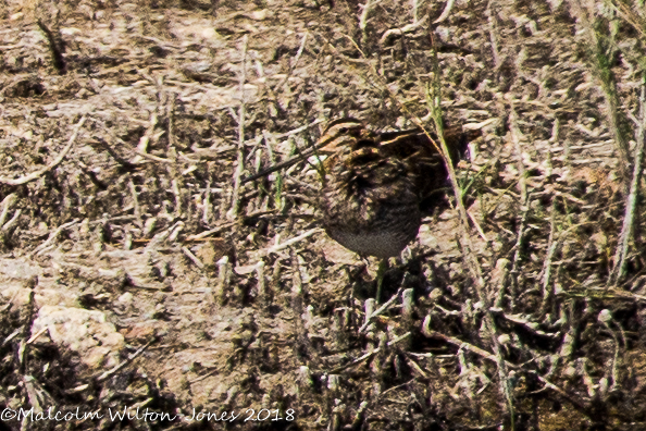 Snipe; Agachadiza Común