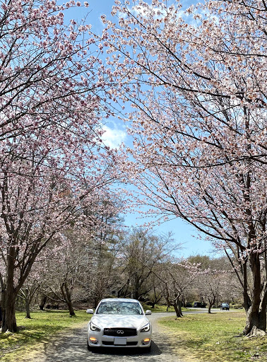 フーガ Kny51の 桜とコラボ 有珠善光寺 愛車紹介 ゴールデンウィーク 頑張ろう日本 に関するカスタム メンテナンスの投稿画像 車のカスタム情報はcartune