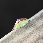 Skiff Moth Slug Caterpillar