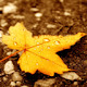 Autumn HD Wallpapers New Tab