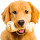 Golden Retriever Wallpaper HD Custom New Tab