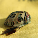 Picasso bug