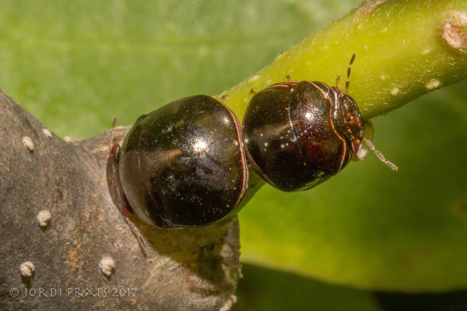 black bean bug