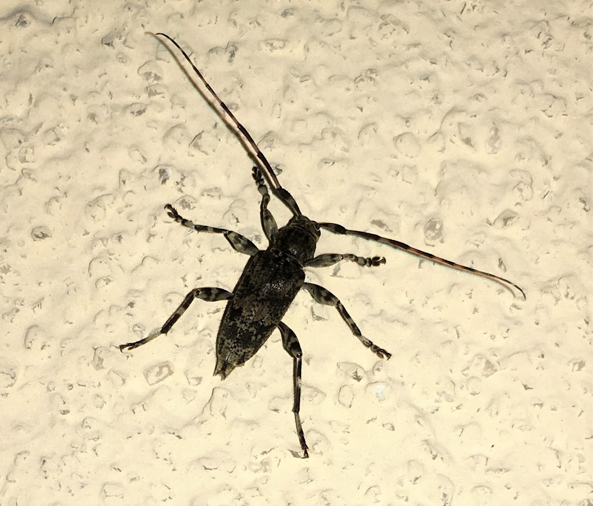 Flat-faced Longhorn Beetle