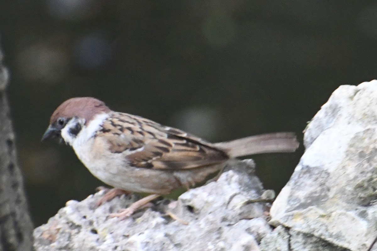 Eurasian tree sparrow; Gorrión molinero