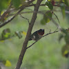 Ruby-throated Hummingbird